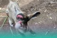 Kambing Bermata Satu, di Ambulu Jember. (Foto: Istimewa). 