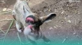 Kambing Bermata Satu, di Ambulu Jember. (Foto: Istimewa). 