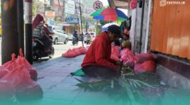 Mashudi, warga Desa Karangpring, Kecamatan Sukorambi, Jember, sedang memotong daun pandan (Foto: Fadli/Frensia).