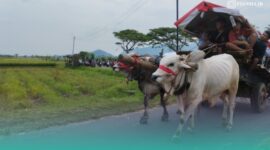 Pegon saat arak-arakan dari Balai Desa Sumberejo menuju Pantai Watu Ulo (Foto: Fadli/Frensia).