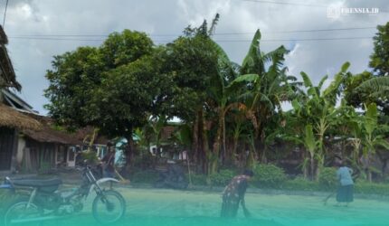 Salah satu petani di Kecamatan Jenggawah, yang sedang menjemur padinya. (Foto: Fadli/Frensia).