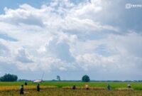 Petani di Kecamatan Jenggawah, Jember, saat di sawah (Foto: Istimewa).