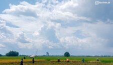Petani di Kecamatan Jenggawah, Jember, saat di sawah (Foto: Istimewa).