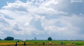 Petani di Kecamatan Jenggawah, Jember, saat di sawah (Foto: Istimewa).