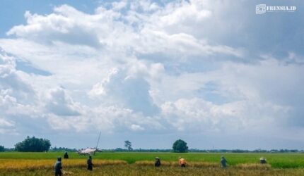 Petani di Kecamatan Jenggawah, Jember, saat di sawah (Foto: Istimewa).