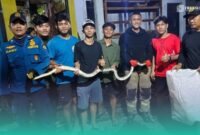 Petugas Damkar saat setelah mengeluarkan ular piton di tumpukan bambu (Foto: Istimewa). 