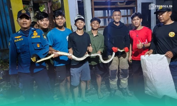 Petugas Damkar saat setelah mengeluarkan ular piton di tumpukan bambu (Foto: Istimewa). 