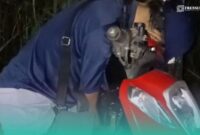 Pria yang tewas di atas sepeda motor (Foto: Istimewa). 