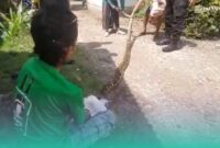 Ular sanca yang berhasil diamankan oleh warga setempat (Foto: Istimewa). 