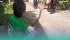 Ular sanca yang berhasil diamankan oleh warga setempat (Foto: Istimewa). 