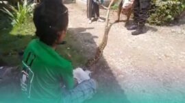 Ular sanca yang berhasil diamankan oleh warga setempat (Foto: Istimewa). 