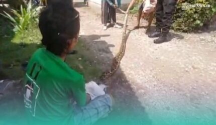 Ular sanca yang berhasil diamankan oleh warga setempat (Foto: Istimewa).