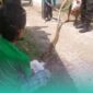 Ular sanca yang berhasil diamankan oleh warga setempat (Foto: Istimewa). 