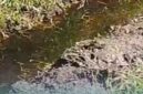 Tangkapan layar dari video warga setempat terkait limbah TPA Pakusari yang cemari sawah (Foto: Istimewa). 