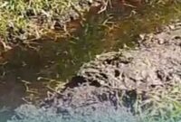 Tangkapan layar dari video warga setempat terkait limbah TPA Pakusari yang cemari sawah (Foto: Istimewa). 