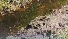Tangkapan layar dari video warga setempat terkait limbah TPA Pakusari yang cemari sawah (Foto: Istimewa). 