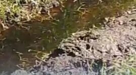 Tangkapan layar dari video warga setempat terkait limbah TPA Pakusari yang cemari sawah (Foto: Istimewa). 
