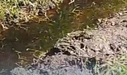 Tangkapan layar dari video warga setempat terkait limbah TPA Pakusari yang cemari sawah (Foto: Istimewa).