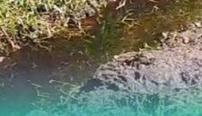 Tangkapan layar dari video warga setempat terkait limbah TPA Pakusari yang cemari sawah (Foto: Istimewa). 
