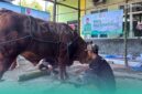 Prosesi penyembelihan hewan kurban di depan kantor DPC PKB Kabupaten Jember (Foto: Fadli/Frensia).