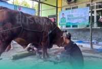 Prosesi penyembelihan hewan kurban di depan kantor DPC PKB Kabupaten Jember (Foto: Fadli/Frensia).