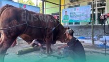 Prosesi penyembelihan hewan kurban di depan kantor DPC PKB Kabupaten Jember (Foto: Fadli/Frensia).