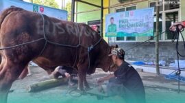 Prosesi penyembelihan hewan kurban di depan kantor DPC PKB Kabupaten Jember (Foto: Fadli/Frensia).