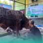 Prosesi penyembelihan hewan kurban di depan kantor DPC PKB Kabupaten Jember (Foto: Fadli/Frensia).