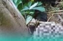 Penampakan jenazah yang hanya tersisa kerangkanya di kebun singkong milik warga setempat (Foto: Istimewa). 