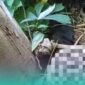 Penampakan jenazah yang hanya tersisa kerangkanya di kebun singkong milik warga setempat (Foto: Istimewa). 