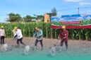 Bupati Jember, Muhammad Fawait, saat menanam jagung di salah satu sawah di Kecamatan Jenggawah, bersama Dekan Fakultas Pertanian UKRI (Foto: Sigit/Frensia). 