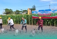 Bupati Jember, Muhammad Fawait, saat menanam jagung di salah satu sawah di Kecamatan Jenggawah, bersama Dekan Fakultas Pertanian UKRI (Foto: Sigit/Frensia).