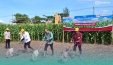 Bupati Jember, Muhammad Fawait, saat menanam jagung di salah satu sawah di Kecamatan Jenggawah, bersama Dekan Fakultas Pertanian UKRI (Foto: Sigit/Frensia).