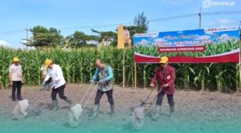 Bupati Jember, Muhammad Fawait, saat menanam jagung di salah satu sawah di Kecamatan Jenggawah, bersama Dekan Fakultas Pertanian UKRI (Foto: Sigit/Frensia). 