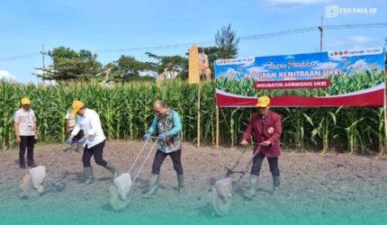 Bupati Jember, Muhammad Fawait, saat menanam jagung di salah satu sawah di Kecamatan Jenggawah, bersama Dekan Fakultas Pertanian UKRI (Foto: Sigit/Frensia).