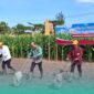 Bupati Jember, Muhammad Fawait, saat menanam jagung di salah satu sawah di Kecamatan Jenggawah, bersama Dekan Fakultas Pertanian UKRI (Foto: Sigit/Frensia). 
