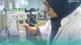 Mahasiswa S3 Universitas Jember (UNEJ), Aulia Brilliantina saat mengecek kematangan durian (Foto: Istimewa). 
