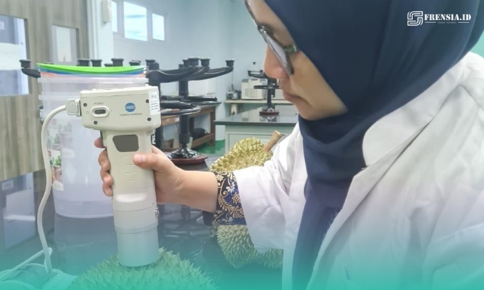 Mahasiswa S3 Universitas Jember (UNEJ), Aulia Brilliantina saat mengecek kematangan durian (Foto: Istimewa). 