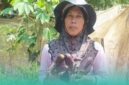 Salihatul Hasanah (53), petani terong asal Sumber Pinang, Kecamatan Pakusari (Foto: Istimewa). 