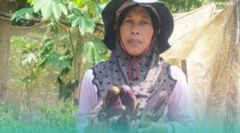 Salihatul Hasanah (53), petani terong asal Sumber Pinang, Kecamatan Pakusari (Foto: Istimewa). 