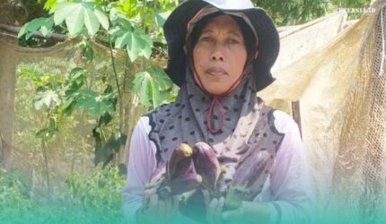 Salihatul Hasanah (53), petani terong asal Sumber Pinang, Kecamatan Pakusari (Foto: Istimewa).