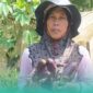 Salihatul Hasanah (53), petani terong asal Sumber Pinang, Kecamatan Pakusari (Foto: Istimewa). 