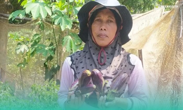 Salihatul Hasanah (53), petani terong asal Sumber Pinang, Kecamatan Pakusari (Foto: Istimewa). 