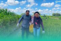 Gambar Perempuan Lansia 66 Tahun Ditemukan Meninggal di Parit Persawahan Tegalsari Banyuwangi(Sumber: Istimewa)