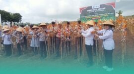 Gambar Panen 80 Ton Benih Bhayangkara, Polda Jatim Dukung Asta Cita Prabowo Gibran (Sumber: Isitimewa)
