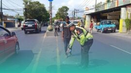 Gambar Scoopy Ditabrak Truk Box di Banyuwangi, Lansia Penumpang Motor Tewas di TKP (Sumber: Istimewa)