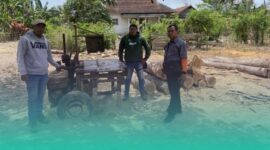 Gambar 16 Batang Jati Tanpa Dokumen Ditemukan di Pekarangan Kosong Sumberasri (Sumber: Istimewa)