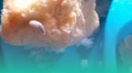 Gambar Viral Video Belatung di Menu MBG di Sempu Banyuwangi, Pihak SPPG Buka Suara(Sumber: Istimewa)