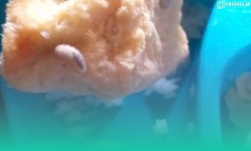 Gambar Viral Video Belatung di Menu MBG di Sempu Banyuwangi, Pihak SPPG Buka Suara(Sumber: Istimewa)